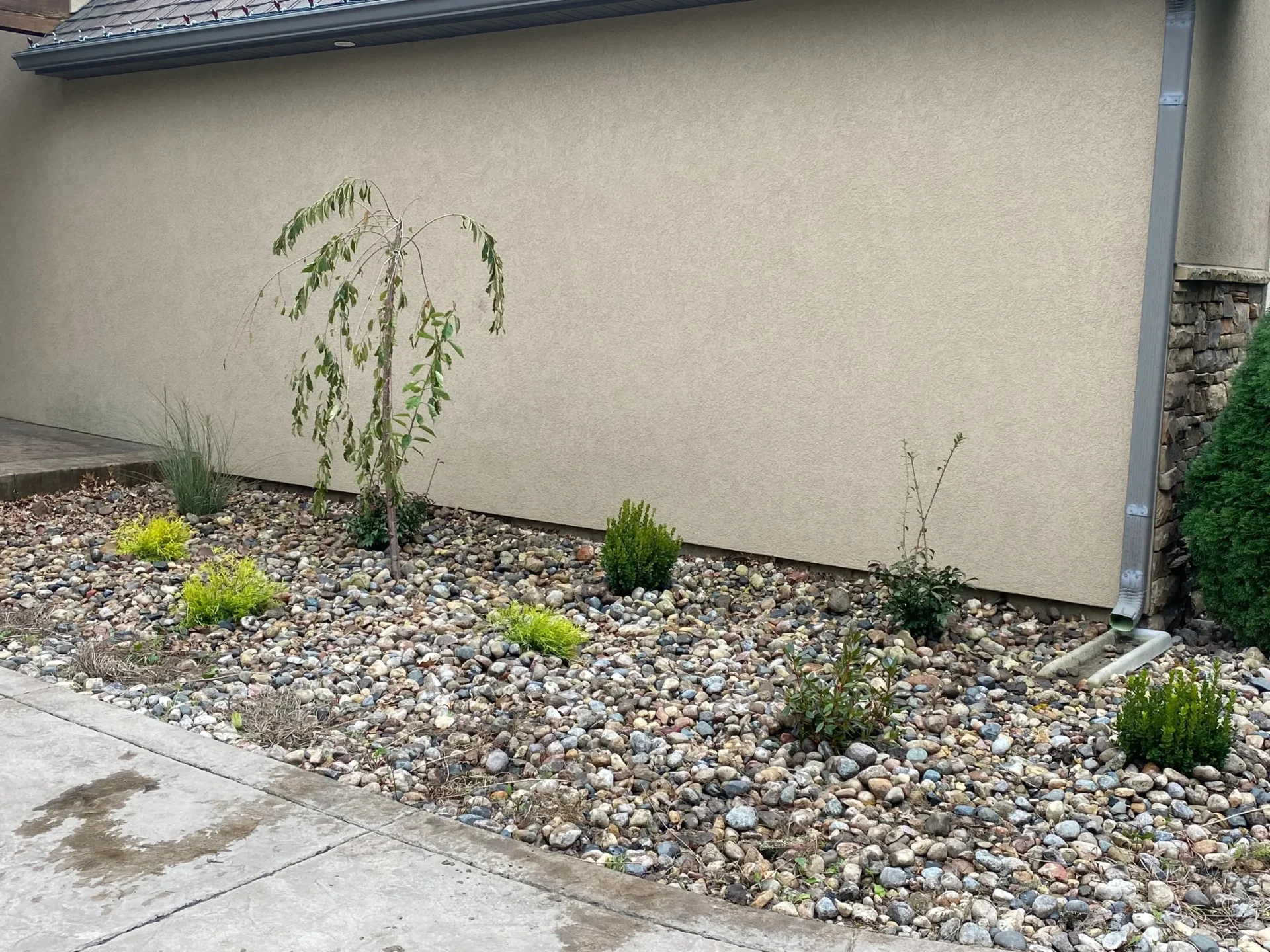 A small garden with plants and rocks in front of a building.